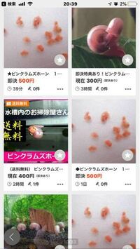 水槽の貝が増えすぎた場合どうすればいいですか 卵が混じっていた Yahoo 知恵袋