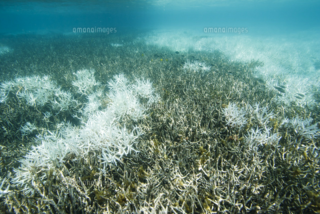 沖縄の海岸に落ちている珊瑚のかけらって 死んでいますか 生きて Yahoo 知恵袋