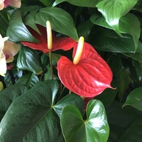 アンスリウムの花は いつ摘み取りますか だんだん緑がかってきま Yahoo 知恵袋