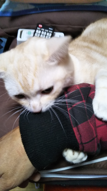 飼い猫がスリスリするときに思い切り頭突きしてくるんですけど、あれ 
