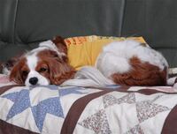 犬って可哀想なくらい1日 毎日退屈でしょうね 長時間の留守番家庭 Yahoo 知恵袋