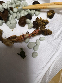 猫がマスクの紐を誤飲しました 長さは17センチです 24時間経った今朝 Yahoo 知恵袋