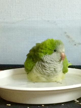 オキナインコ ウロコインコについて質問させて下さい 現在ジャン Yahoo 知恵袋