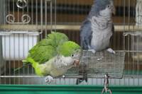 オキナインコ ウロコインコについて質問させて下さい 現在ジャン Yahoo 知恵袋