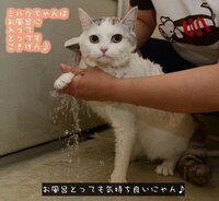 この猫ちゃんの画像に テロップで お風呂気持ちいいにゃん Yahoo 知恵袋