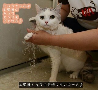 この猫ちゃんの画像に テロップで お風呂気持ちいいにゃん Yahoo 知恵袋