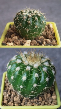 ダイソーサボテンを買ったのですが みんなが植え替えてしまうの Yahoo 知恵袋