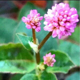 シロツメクサみたいな花が咲く植物の名前まかりませんか Yahoo 知恵袋