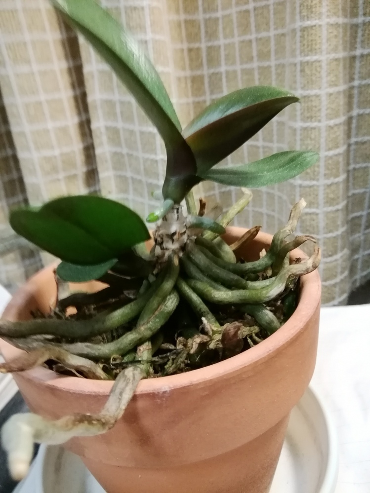 胡蝶蘭の脇芽が出てきました。初めての経験です。この後、どうし