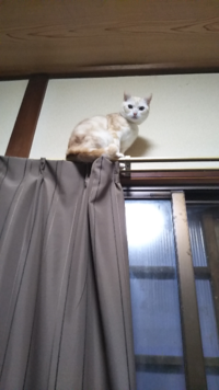 猫のカーテンレール登りうちの猫は最近カーテンレールにのぼるようになってしま Yahoo 知恵袋