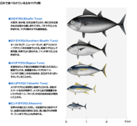 キハダマグロとメバチマグロ味に差はありますか なぜメバチの方が高い Yahoo 知恵袋