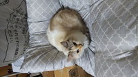 今度お迎えする猫 ラグドールの女の子 の名前で悩んでいます 響きが Yahoo 知恵袋