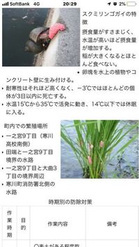 水槽掃除用として田んぼでタニシを捕まえて水槽に入れておいたらピンクのたま Yahoo 知恵袋