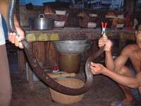 蛇の卵 特にマムシの卵は美味しいと聞きます 蛇料理もかなり美味 Yahoo 知恵袋