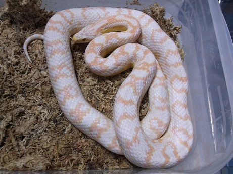 はじめまして コーンスネーク飼育初心者ですコーンスネークに詳し Yahoo 知恵袋