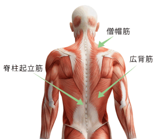 背筋と広背筋の違いはなんですか 背筋と広背筋の違いはなんです Yahoo 知恵袋