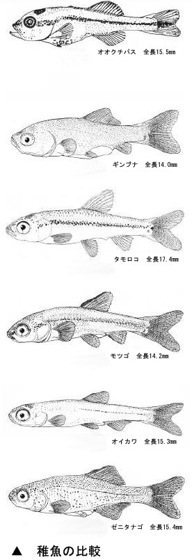 球磨川で水草を採ったら 卵がついていました メダカの卵に似た卵です 稚魚が Yahoo 知恵袋