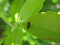 アゲハ蝶の幼虫のエサについて 葉っぱをかえたら食べない アゲハ蝶 Yahoo 知恵袋