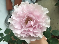 フリフリのバラオススメの薔薇 教えて下さい 花びらがふりふ Yahoo 知恵袋