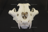 ワニとトラ どっちが強いと思いますか Yahoo 知恵袋