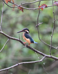 車のボディ側面に鳥のフンが付いていたのですが 鳥は上からフンを落とすの Yahoo 知恵袋