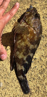 この魚の名前を教えてください 以下もご教示願います 珍しさ 売っていたとした Yahoo 知恵袋
