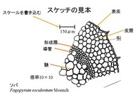 理科のスケッチでスケールバーをつけるというのはなんですか 解答よろしく Yahoo 知恵袋