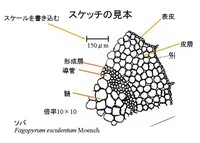 指先から生まれるコミュニケーション ゲーム 正規品 ボーネルンド ファンラーニング ロルフ 知育玩具 カタチを当てよう 4歳 背中にスケッチ 通常便なら送料無料