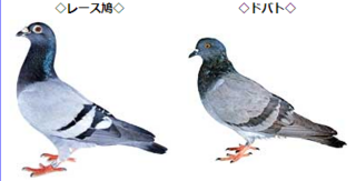 ドバトとレース鳩の違いがわかりません。 - 色や模様がほとんど普通のドバトと同... - Yahoo!知恵袋