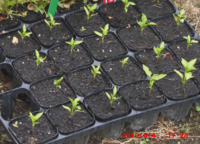 唐辛子を種まきしましたが 芽が育ちません 双葉のまま1ヶ月くらい Yahoo 知恵袋