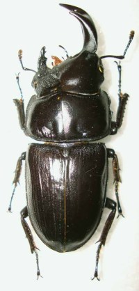 ム*グ様 オオクワガタ　雌雄同体 ヤフオクで雌雄同体なるクワガタが出品さてれますが、そんなのホントに