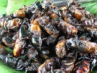 カブトムシは甲虫類の中でも特に不味い虫ですよね 僕はカブトムシを食べたこと Yahoo 知恵袋