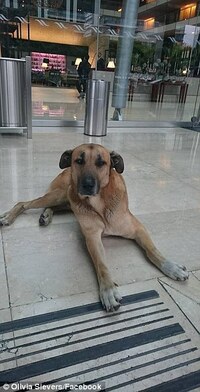 犬種同定のお願い 添付画像の犬種を知りたいです 色々調べましたが インド Yahoo 知恵袋