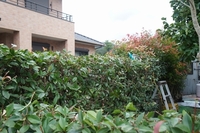 レッドロビン ベニカナメモチ ですが 最近まで赤味かかっていたの Yahoo 知恵袋