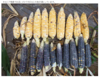 家庭菜園の素人です とうもろこしを栽培しましたが爆裂種と甘味種を一緒に植え Yahoo 知恵袋