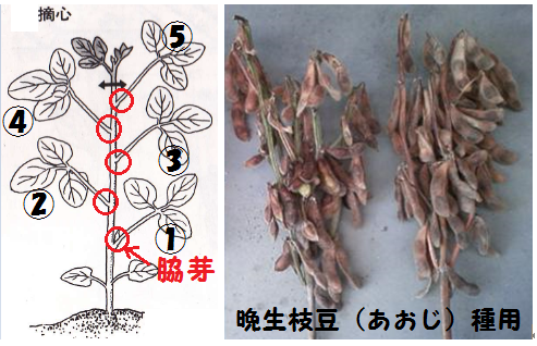 枝豆の間引きで 切った方の苗はどうしてますか 発育は良いけどやむ Yahoo 知恵袋
