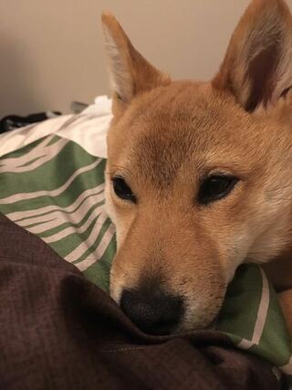 柴犬にも二重とか一重とか有りますか あなたの犬は どうですか 二重です お Yahoo 知恵袋