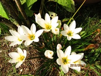 ゼフィランサス カンディダ タマスダレ 開花後の葉花が終わった後の葉は刈ってし Yahoo 知恵袋