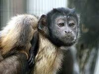 アラジンの実写版アブーで演じてたこのお猿さんの種類 の名前を Yahoo 知恵袋