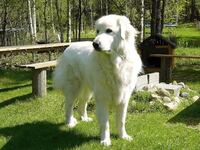 走れジョリー トゥルルルルルルルル 走れジョリー ト Yahoo 知恵袋