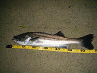 皆さんはシーバスフィッシングで何センチ 何グラム ざっくりとした重さでも分か Yahoo 知恵袋