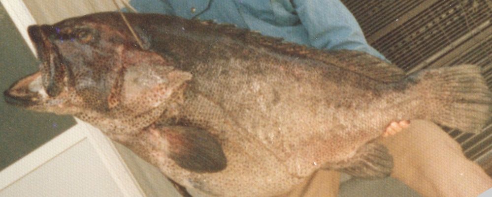磯からクエ釣りをしている方に質問です。よくダイワのシーライン