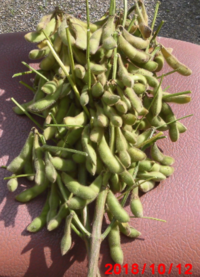 枝豆の種は何月まで蒔けますか 中間地 暖地になります 経験的には7月 Yahoo 知恵袋