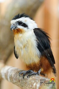 猛禽類について質問です 静岡県の掛川花鳥園にいる小さなワシ は Yahoo 知恵袋