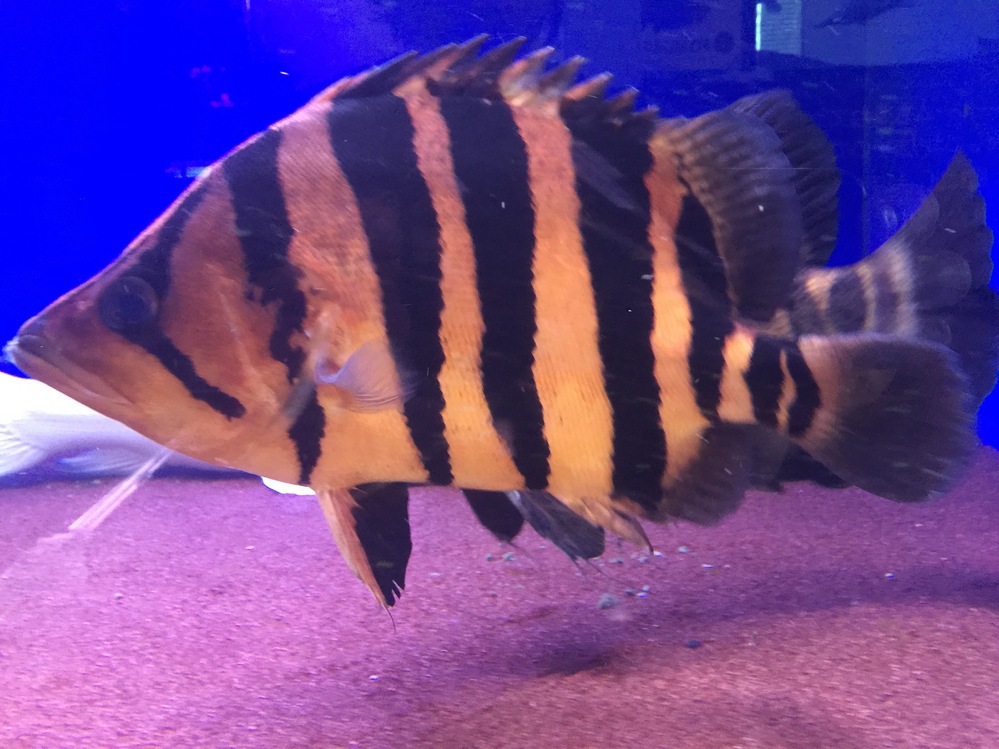ダトニオプラスワンについてですが、リアルバンド、パーフェクトバンド