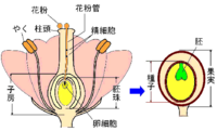 植物の胚珠と胚の違いってなんですか 胚珠 珠皮 胚のう 胚が入っ Yahoo 知恵袋