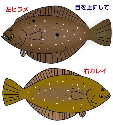 魚の ヒラメ と カレイ の違いは一体何でしょうか 参考になればです Yahoo 知恵袋