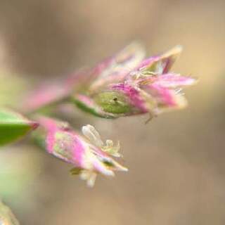 スズメノカタビラの花ってどんな花ですか イネ科のスズメノカタビラ Ht Yahoo 知恵袋