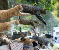 猫ちゃんと 鶏 ニワトリ どっちが空飛べますか 鶏が飛ぶことは Yahoo 知恵袋