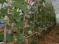 空中栽培ってのをやってみたいんだけど どんなものが空中栽培でき Yahoo 知恵袋